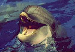Красавчик дельфинчик